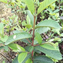 台湾珍珠番石榴苗30~50cm