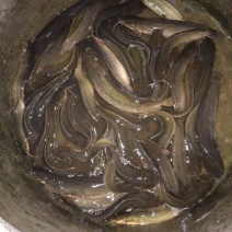灰色鲶鱼食用