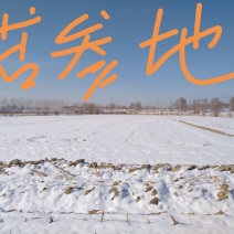 黄芩苗苦参防风