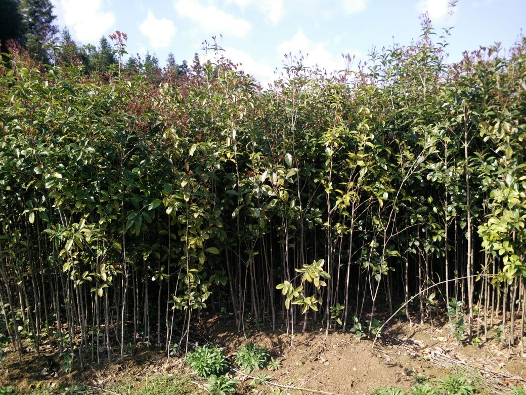 八月桂春季新叶萌发过程特写