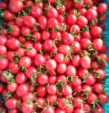 圣女果千禧贝贝圆粉色泽好个头匀一件代发超市专供