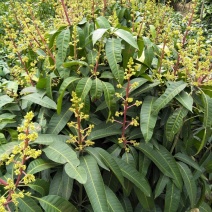 芒果树