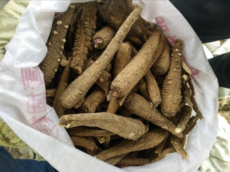 新鲜干燥的白芷根部特写,展示其完整的圆锥形状和浅黄色外皮,断面洁白细腻,周围配有少量包装用棉纸和密封玻璃罐,背景为传统中药柜 白芷药材特写