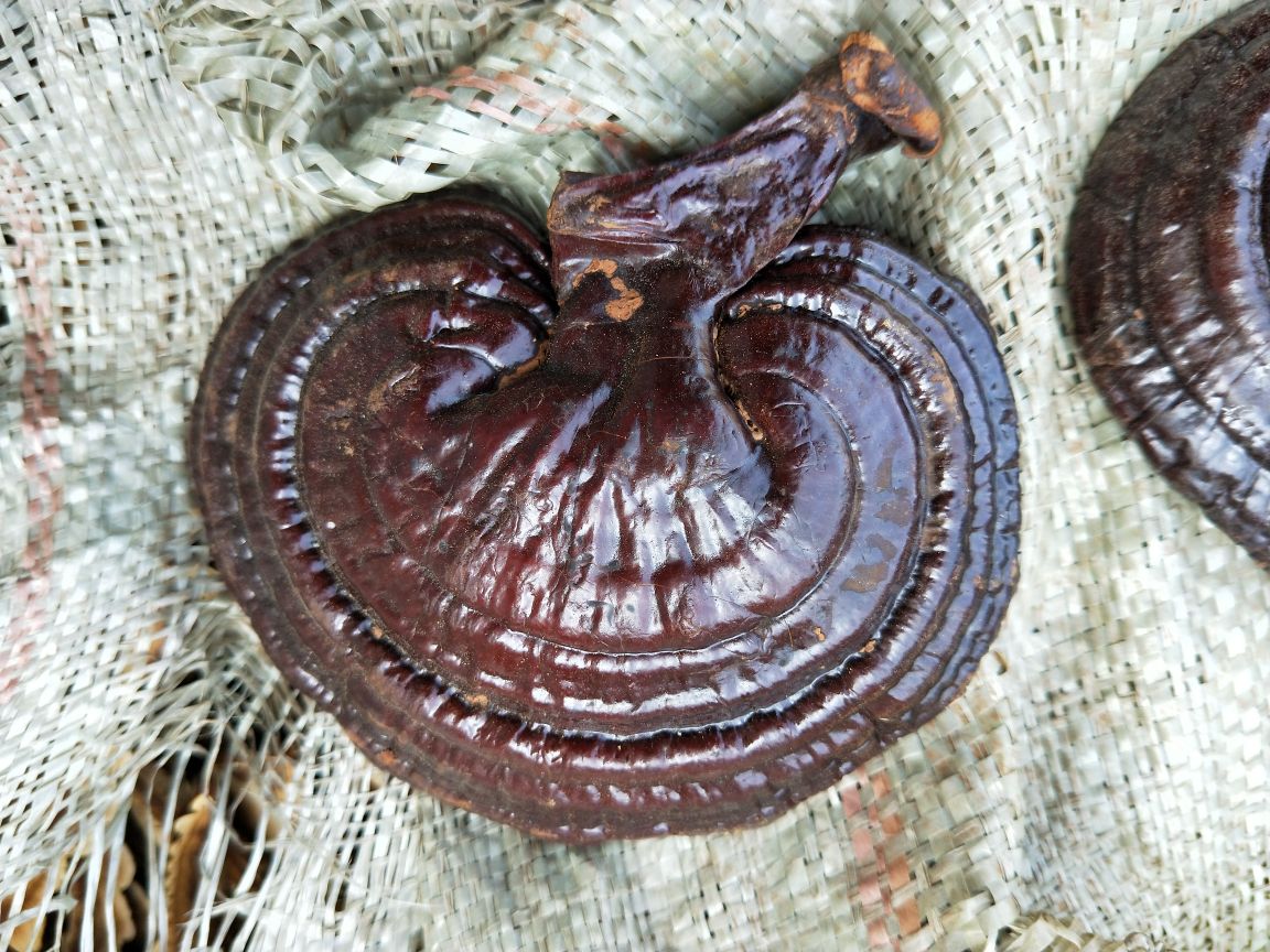 赤灵芝断面结构特写