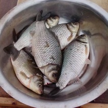高背鲫鱼苗