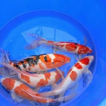 锦鲤鱼苗0.5~1公斤