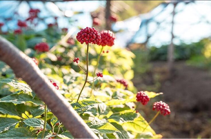 展示新鲜人参果的外观与颜色,背景为自然光照环境 人参果特写展示