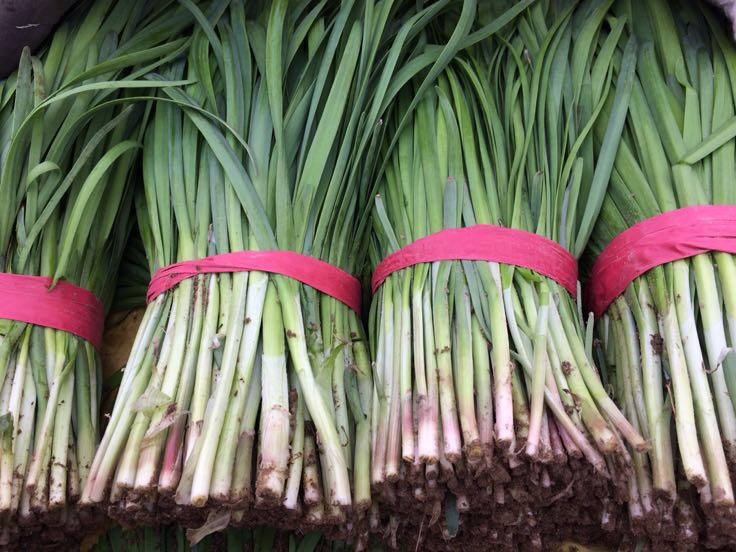 [韭菜批发]紫根韭菜 头茬价格1.20元/斤 - 一亩田