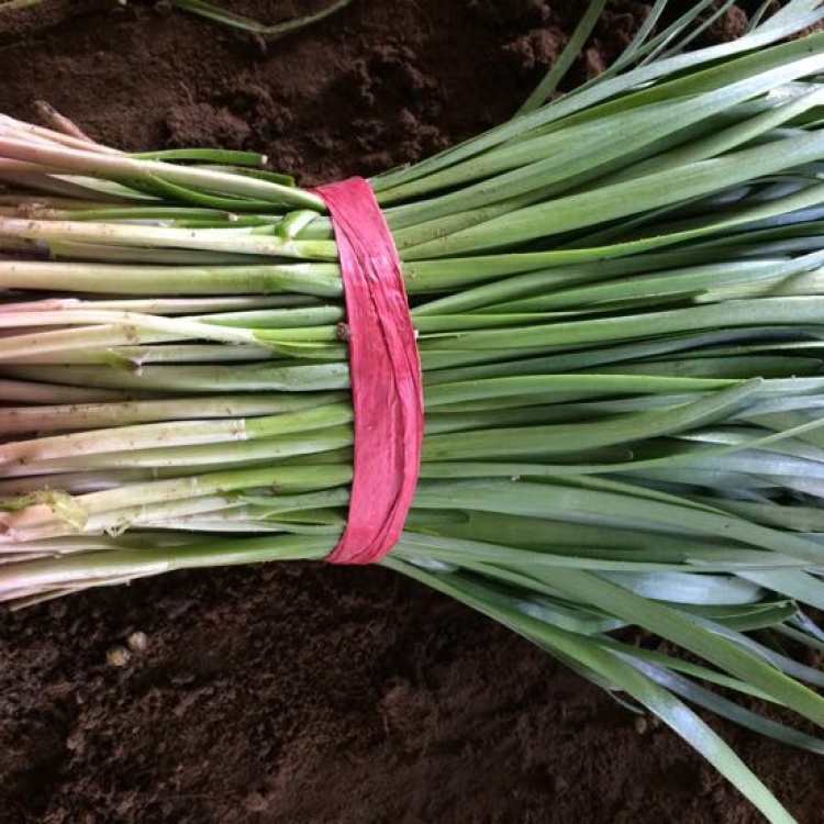 [韭菜批发]紫根韭菜 头茬价格1.20元/斤 - 一亩田