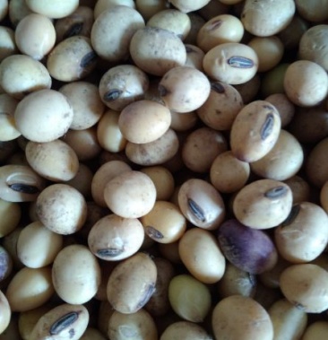 黄黄豆本地大颗粒齐黄34黄豆