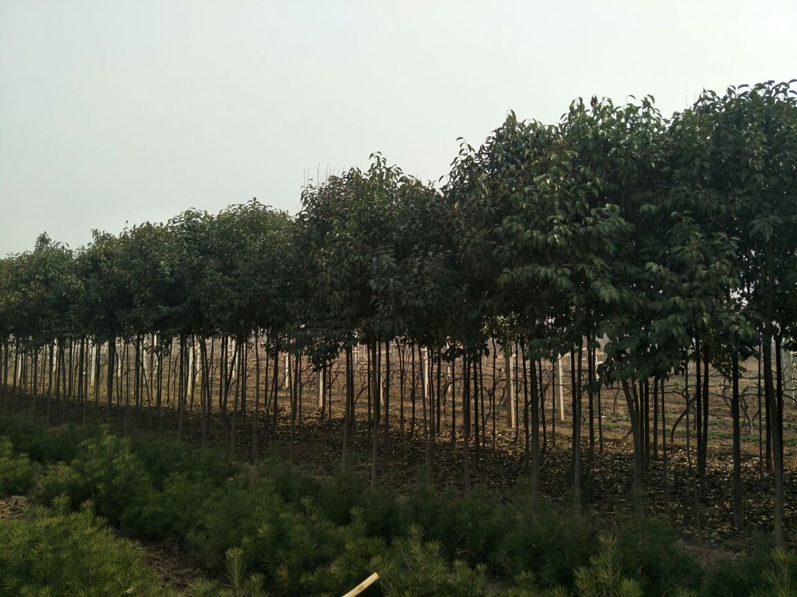 一棵大叶女贞幼树,主干已涂白,根部覆盖厚实的稻草层,树体东侧设有由竹竿支撑的防风布屏障,整体处于冬季休眠状态,背景为雪后初晴的城市绿地,展示完整的越冬防护体系 大叶女贞冬季防寒措施示意图