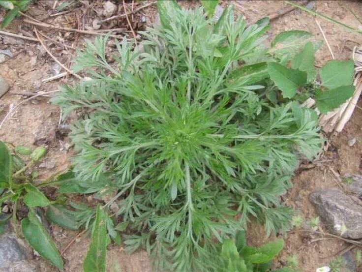 一株生长在田边湿润环境中的野茼蒿,植株直立,高度约50-80厘米,茎部呈紫红色或绿色,具纵棱;叶片互生,羽状深裂,边缘有锯齿,表面深绿色,背面略带灰白色绒毛;顶端可见未开放的白色头状花序,背景为自然田野环境 野茼蒿植株整体形态