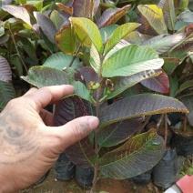 番石榴苗30~50cm