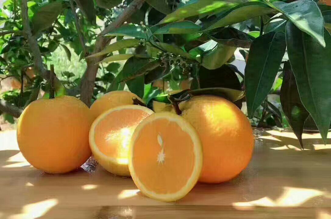 切开的夏橙特写