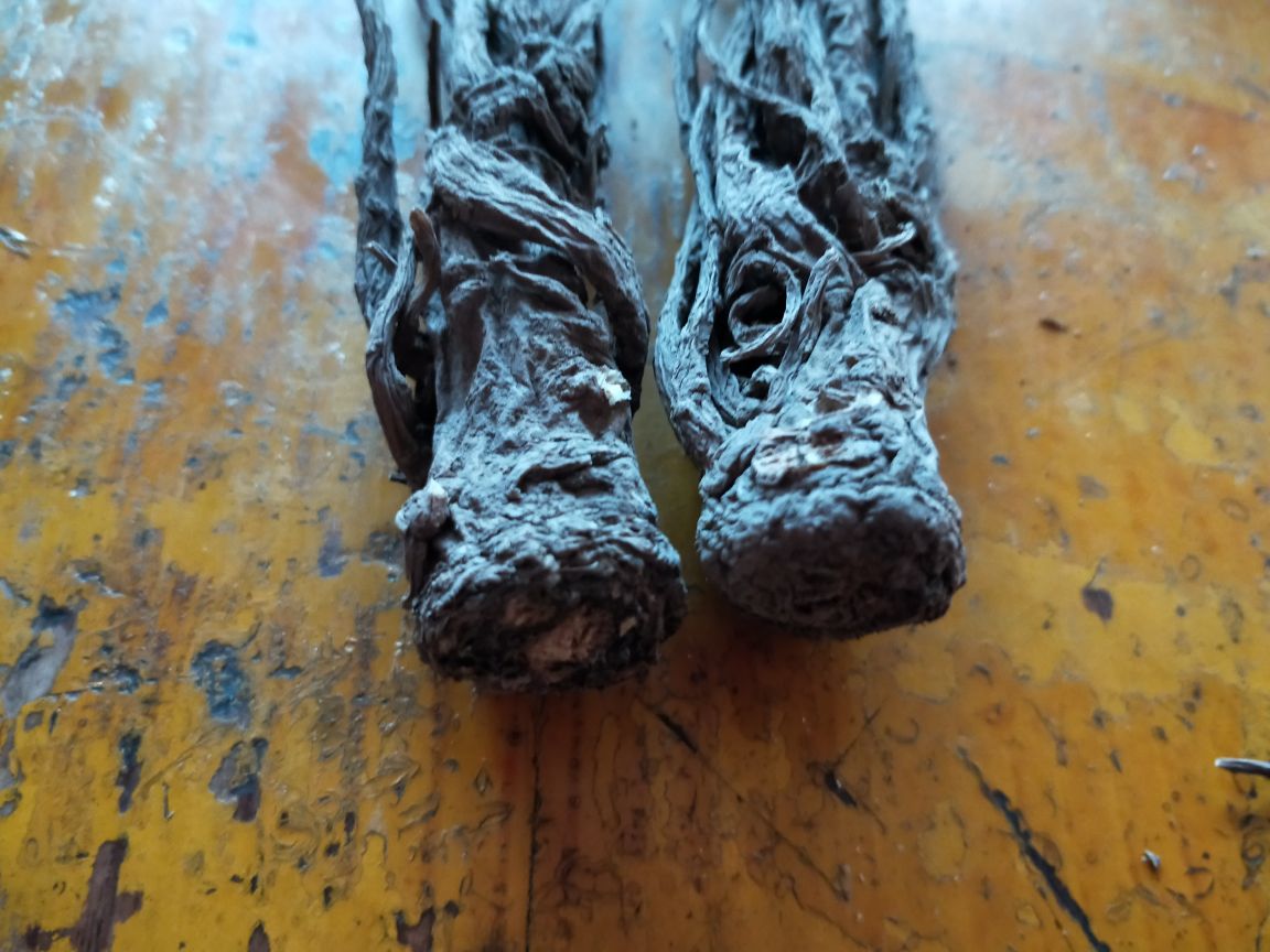 白芷与当归对比图,突出根部、叶片和茎干的区别 白芷与当归对比图