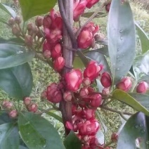 布福娜苗果