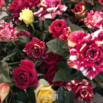 正品云南玫瑰花苗10~20cm，一年四季开花，欢迎订购