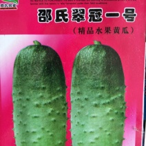 黄瓜种子95%以上