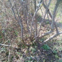 杜鹃2~4cm0.5~1米
