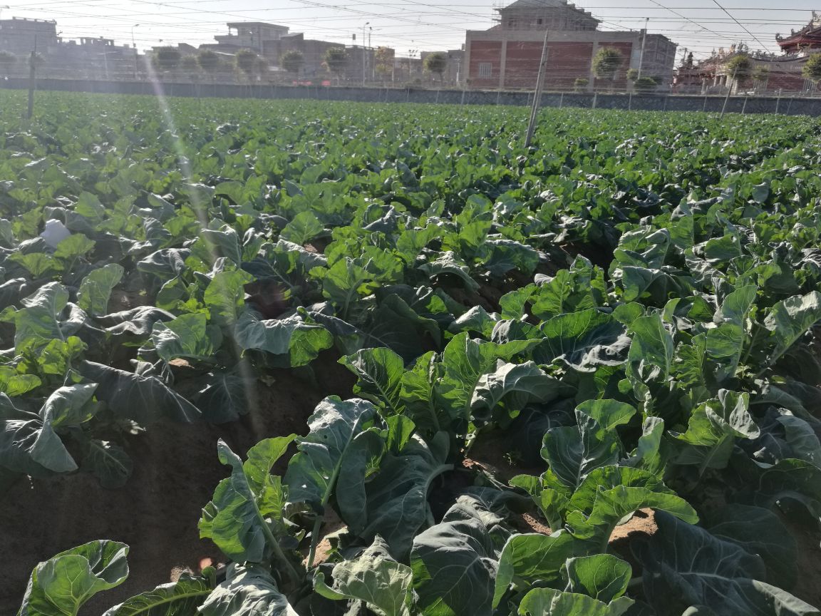 一株完整的白面青梗松花菜,花球呈乳白色、结构疏松如雪花状,茎部为鲜亮的青绿色,叶片舒展呈深绿色,整体植株新鲜饱满,背景为田园土壤环境,光线自然柔和 白面青梗松花菜整体植株特写