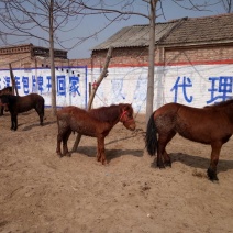 肉马300~400kg