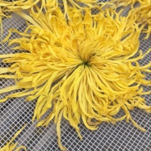 干菊花
