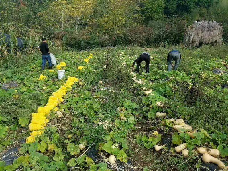 一位南美农民正在收获成熟的奶油南瓜，堆放在竹筐中，阳光洒在金黄色的南瓜表面
