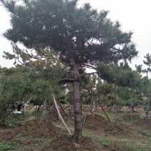 造型松8公分