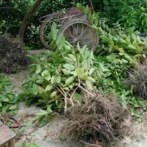 番石榴苗30~50cm