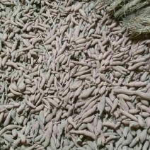 红薯种薯
