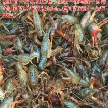 龙虾苗人工养殖