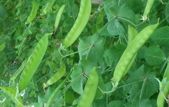 荷兰豆成熟采收现场,豆荚饱满、颜色鲜绿为最佳采收时期 荷兰豆成熟采收图