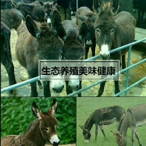 驴肉鲜货