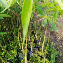 美丽木苗或（大腹木棉）20cm~100cm