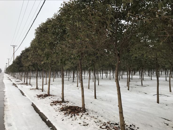 冬季大叶女贞抗寒实景图
