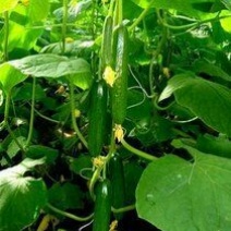 水果黄瓜种子85%以上