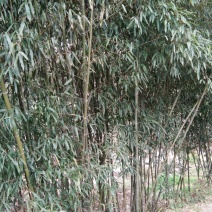 钢竹4~5m