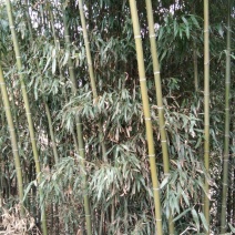 钢竹5~6m