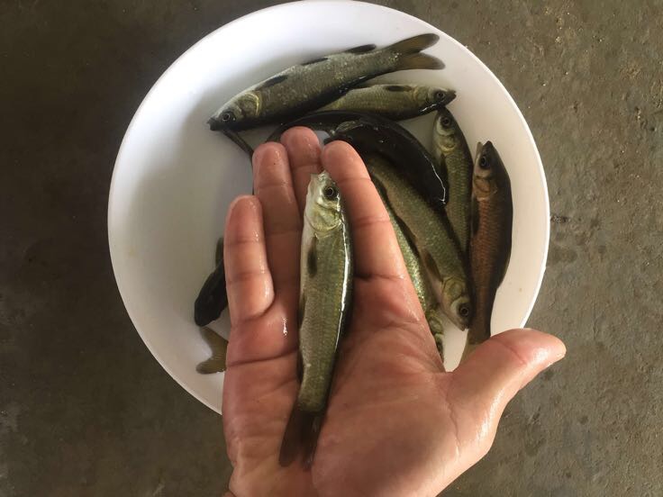 白对虾饲料观察台示意图