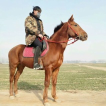 肉马300~400kg