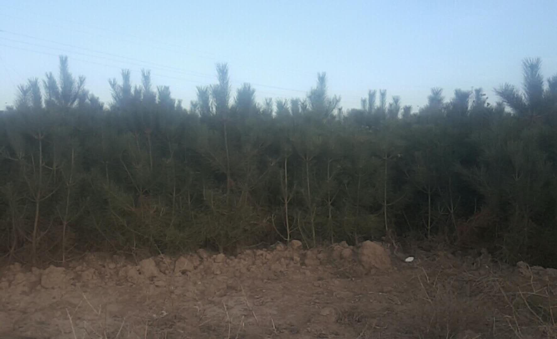 云南香格里拉海拔3200米松栎混交林,晨雾缭绕,林下可见零星出土的浅褐色松茸幼菇,周围散落松针与腐叶,地面微湿,体现典型雨季湿润微酸性土壤环境 松茸采摘季的云南香格里拉高山林区全景