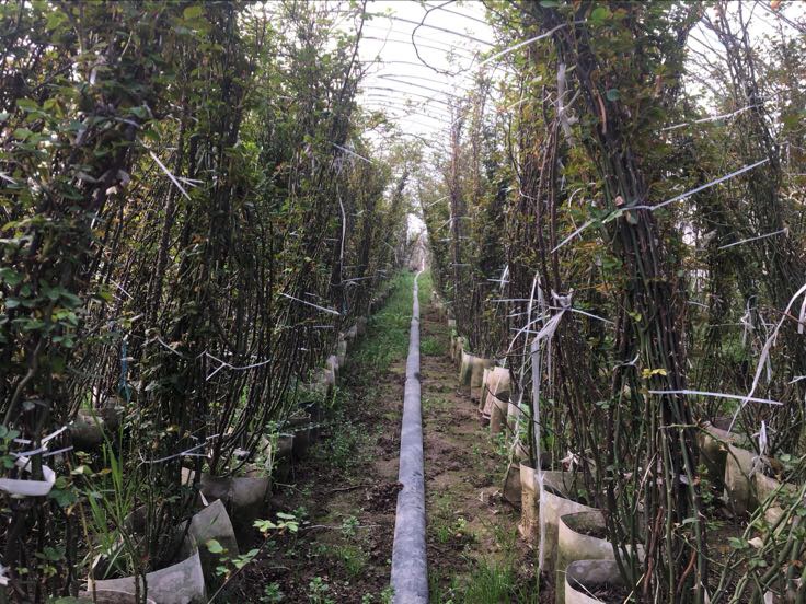 展示藤本月季定植过程,包括挖穴、施肥、定植和支架搭建 藤本月季定植图