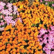 地被菊植株低矮、株型紧凑，花色丰富、花朵繁多
