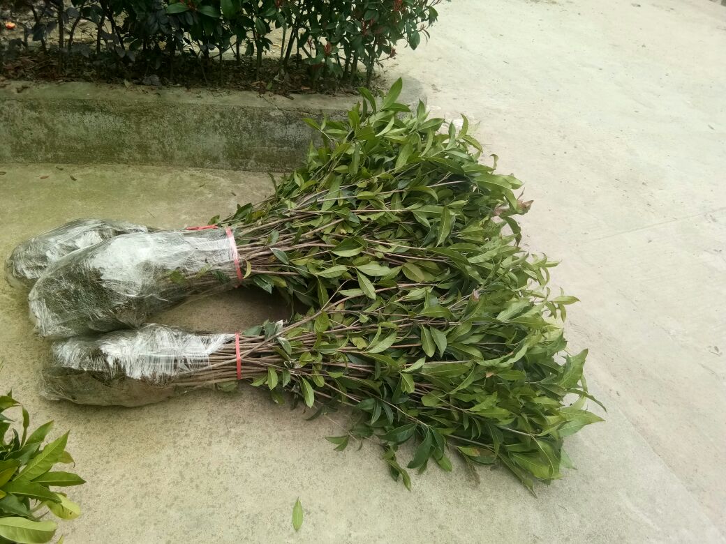 图示为广西梧州八角良种繁育基地标准化定植现场:使用GPS定位仪划线,机械开沟,人工挖穴(60 cm×60 cm×50 cm),每穴底部铺入15 kg腐熟牛粪+1.5 kg钙镁磷肥+0.5 kg石灰,覆土15 cm后定植嫁接苗,苗干垂直、根系舒展、回填细土分层踩实 八角标准化定植示意图:行距4.5米、株距2.8米,呈正方形布局,穴内施腐熟有机肥与钙镁磷肥混匀