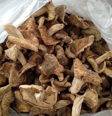 青头菌红菇野生山珍蘑菇楚雄红菇