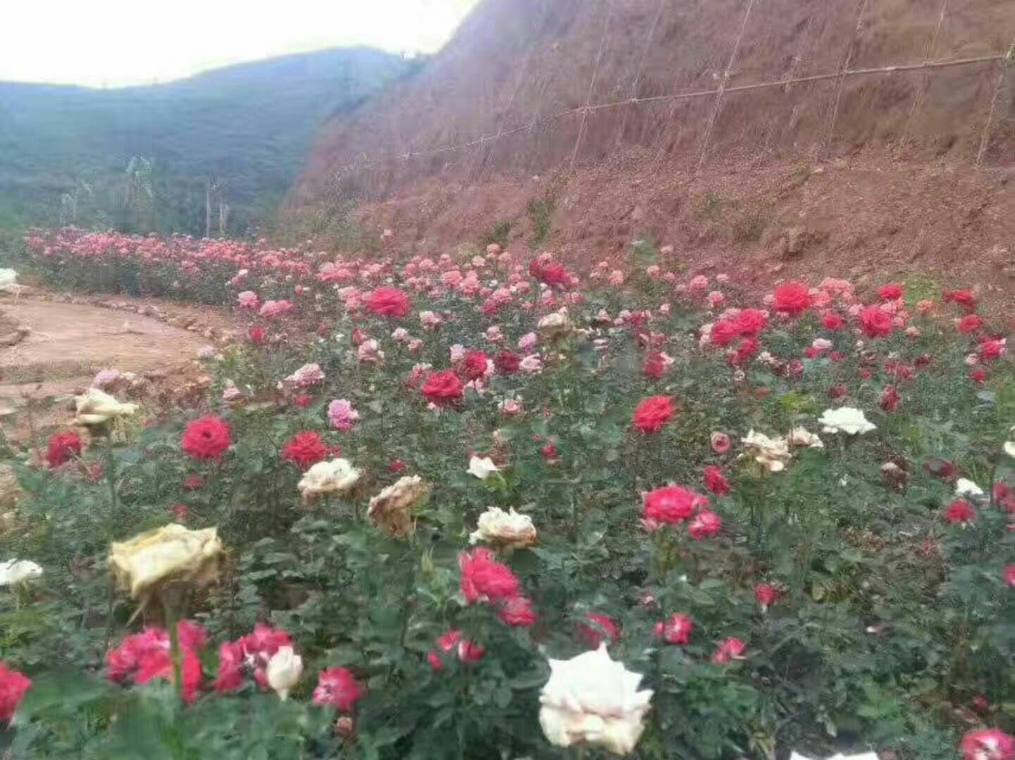 大花月季盆栽与庭院布置