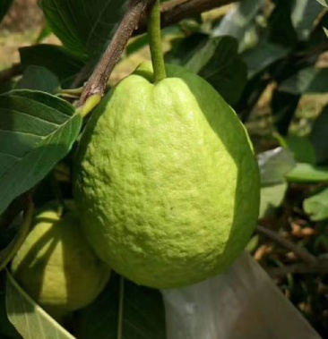 红宝石芭乐 60~70mm 红心