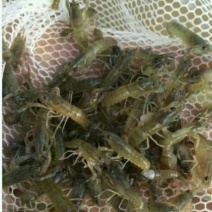 龙虾苗人工养殖