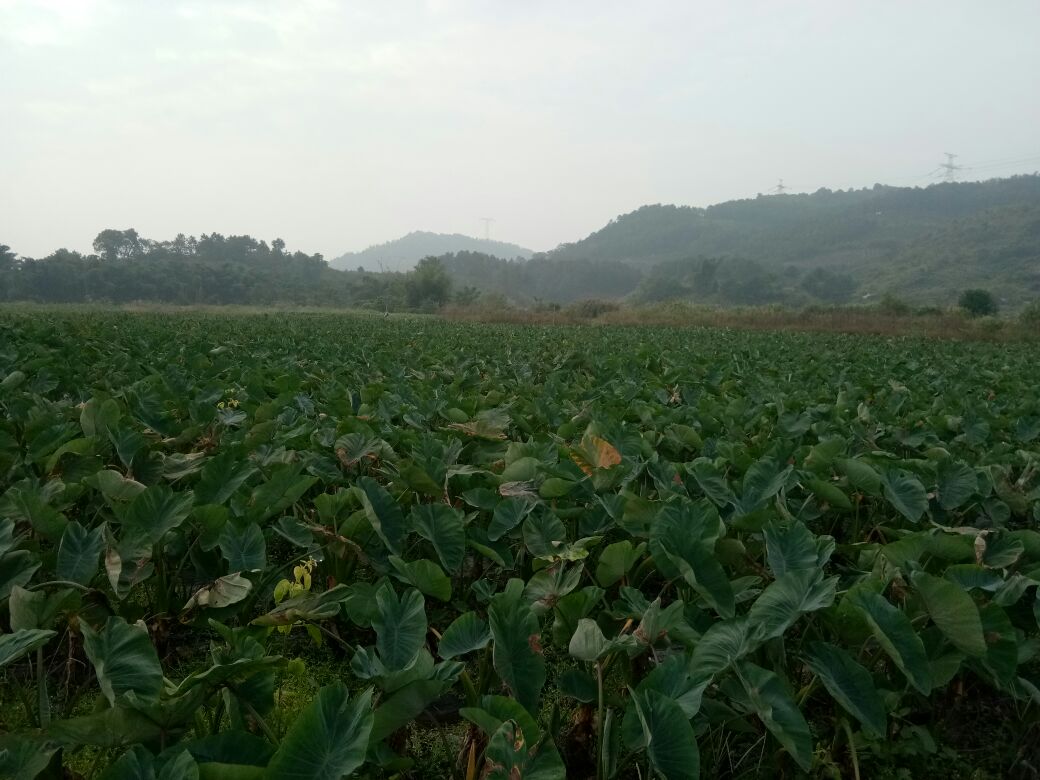 荔浦芋头的种植基地