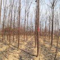 楸树80~100cm
